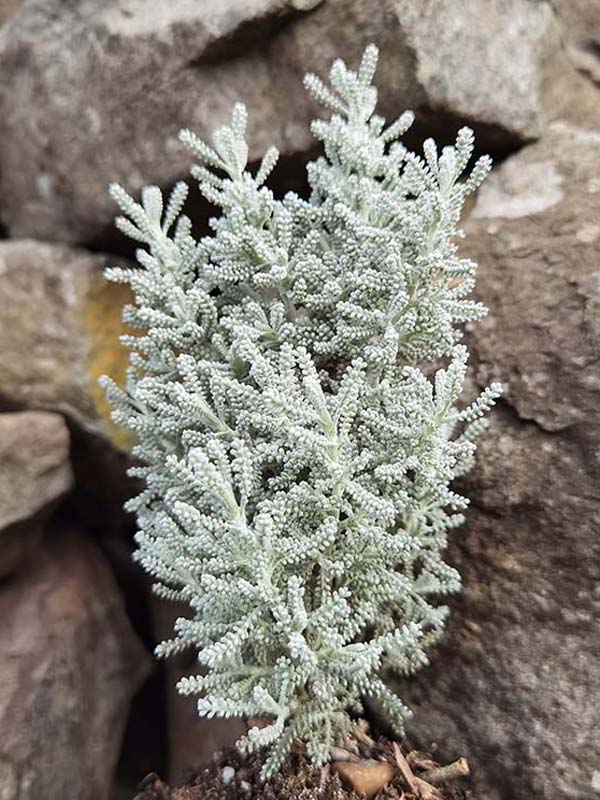 Santolina chamaecyparissuss